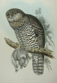 John Gould Birds of Australia